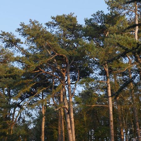 Bain De Foret - Lodges Cosy & Spa Neufchatel-Hardelot Luaran gambar